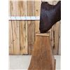 Image 3 : African Sable Antelope Pedestal Taxidermy Mount