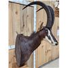 Image 4 : African Sable Antelope Pedestal Taxidermy Mount
