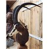 Image 5 : African Sable Antelope Pedestal Taxidermy Mount