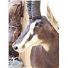 Image 6 : African Sable Antelope Pedestal Taxidermy Mount