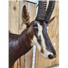 Image 7 : African Sable Antelope Pedestal Taxidermy Mount