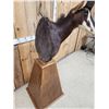 Image 8 : African Sable Antelope Pedestal Taxidermy Mount