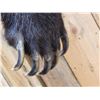 Image 10 : Canadian Grizzly Bear Full Body Taxidermy Mount