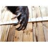 Image 11 : Canadian Grizzly Bear Full Body Taxidermy Mount