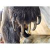 Image 12 : Canadian Grizzly Bear Full Body Taxidermy Mount