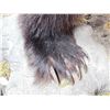 Image 13 : Canadian Grizzly Bear Full Body Taxidermy Mount