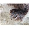 Image 14 : Canadian Grizzly Bear Full Body Taxidermy Mount