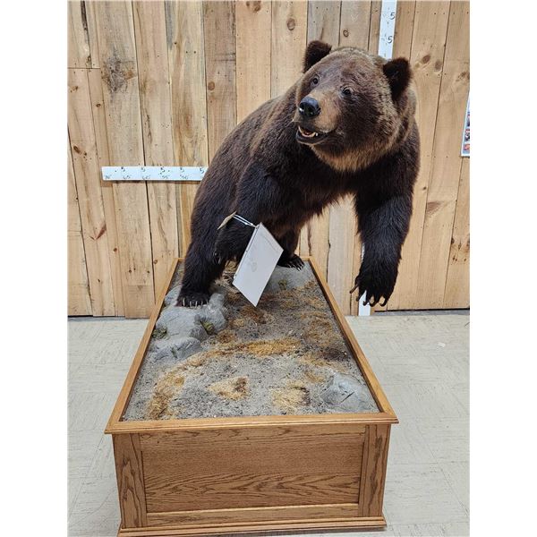 Canadian Grizzly Bear Full Body Taxidermy Mount
