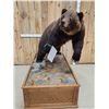 Image 1 : Canadian Grizzly Bear Full Body Taxidermy Mount