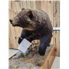 Image 2 : Canadian Grizzly Bear Full Body Taxidermy Mount