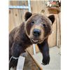 Image 3 : Canadian Grizzly Bear Full Body Taxidermy Mount