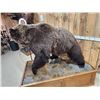 Image 4 : Canadian Grizzly Bear Full Body Taxidermy Mount