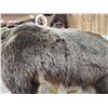 Image 5 : Canadian Grizzly Bear Full Body Taxidermy Mount
