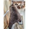Image 6 : Canadian Grizzly Bear Full Body Taxidermy Mount