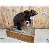 Image 7 : Canadian Grizzly Bear Full Body Taxidermy Mount