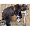 Image 8 : Canadian Grizzly Bear Full Body Taxidermy Mount
