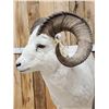 Image 10 : Spectacular Alaskan Dall Sheep Full Body Taxidermy Mount