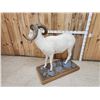 Image 11 : Spectacular Alaskan Dall Sheep Full Body Taxidermy Mount
