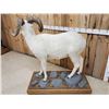 Image 14 : Spectacular Alaskan Dall Sheep Full Body Taxidermy Mount
