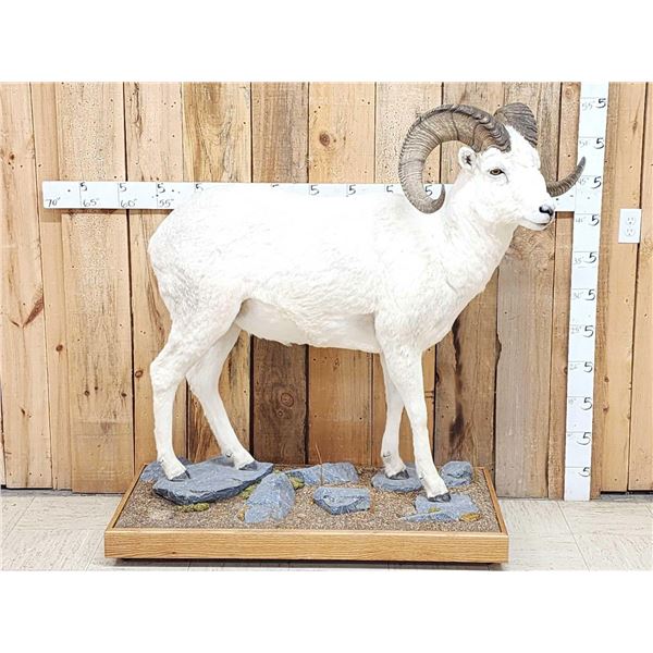 Spectacular Alaskan Dall Sheep Full Body Taxidermy Mount