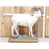 Image 1 : Spectacular Alaskan Dall Sheep Full Body Taxidermy Mount