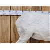 Image 2 : Spectacular Alaskan Dall Sheep Full Body Taxidermy Mount