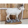 Image 3 : Spectacular Alaskan Dall Sheep Full Body Taxidermy Mount