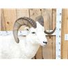 Image 4 : Spectacular Alaskan Dall Sheep Full Body Taxidermy Mount