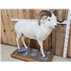 Image 5 : Spectacular Alaskan Dall Sheep Full Body Taxidermy Mount
