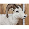Image 6 : Spectacular Alaskan Dall Sheep Full Body Taxidermy Mount