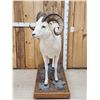 Image 7 : Spectacular Alaskan Dall Sheep Full Body Taxidermy Mount