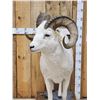 Image 8 : Spectacular Alaskan Dall Sheep Full Body Taxidermy Mount