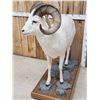 Image 9 : Spectacular Alaskan Dall Sheep Full Body Taxidermy Mount
