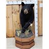 Image 1 : Black Bear Half Body Taxidermy Mount