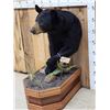 Image 2 : Black Bear Half Body Taxidermy Mount