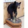Image 3 : Black Bear Half Body Taxidermy Mount