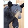 Image 4 : Black Bear Half Body Taxidermy Mount