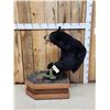 Image 5 : Black Bear Half Body Taxidermy Mount