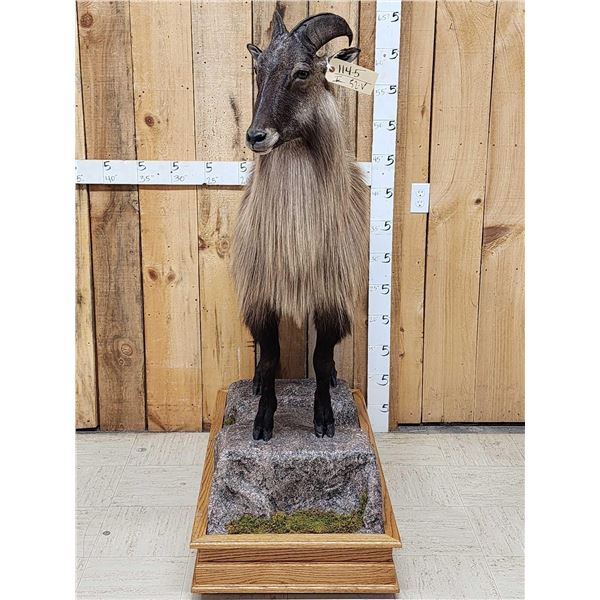 Himalayan Tahr Full Body Taxidermy Mount