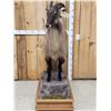 Image 1 : Himalayan Tahr Full Body Taxidermy Mount