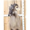 Image 2 : Himalayan Tahr Full Body Taxidermy Mount