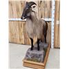 Image 3 : Himalayan Tahr Full Body Taxidermy Mount