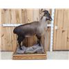 Image 4 : Himalayan Tahr Full Body Taxidermy Mount