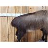 Image 5 : Himalayan Tahr Full Body Taxidermy Mount