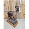 Image 6 : Himalayan Tahr Full Body Taxidermy Mount