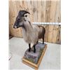 Image 7 : Himalayan Tahr Full Body Taxidermy Mount