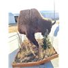 Image 11 : Giant American Bison Buffalo Half Body Taxidermy Mount