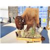 Image 13 : Giant American Bison Buffalo Half Body Taxidermy Mount