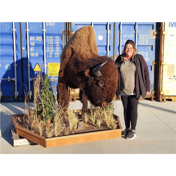 Giant American Bison Buffalo Half Body Taxidermy Mount