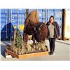 Image 1 : Giant American Bison Buffalo Half Body Taxidermy Mount